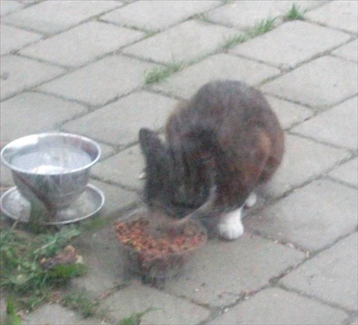 Huskat Sally - R.I.P min ven. - Sally der er kommet for at få sig lidt mad. Billedet her, samt de andre billeder, er taget gennem hoveddørens nederste vindue, som jeg desværre ikke lige har fået pudset tids nok. Jeg kan ikke kommer tætttere på hende end dette. 

Jeg undskylder den dår billede 1