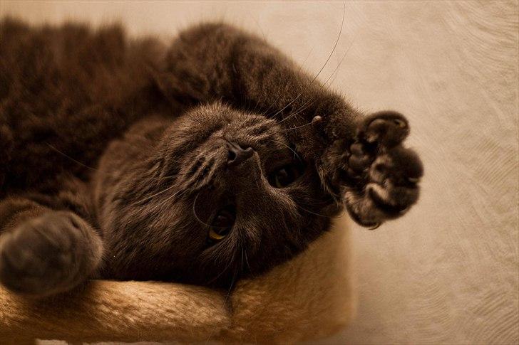 Huskat Gandalf billede 10