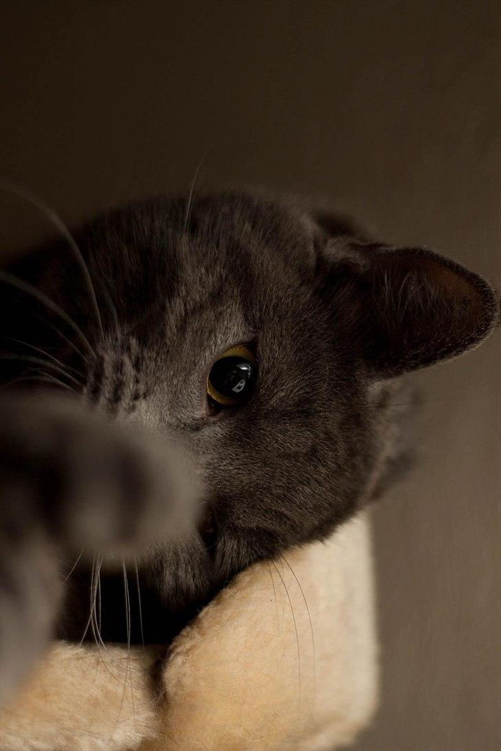 Huskat Gandalf billede 11