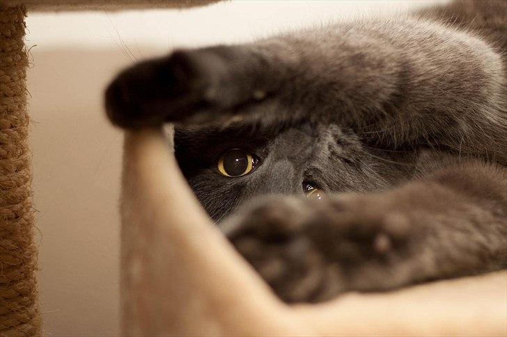 Huskat Gandalf billede 1