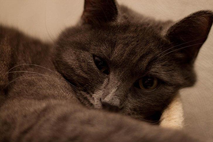 Huskat Gandalf billede 13