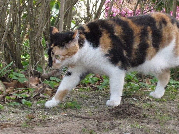 Huskat Mille billede 10