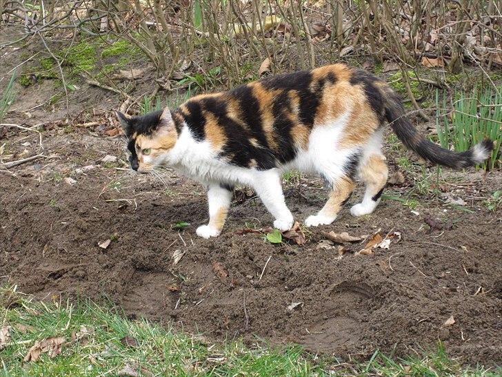 Huskat Mille billede 11