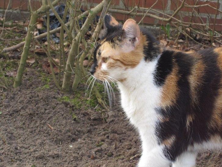 Huskat Mille billede 12