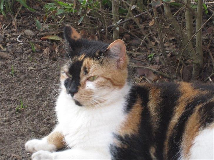 Huskat Mille billede 13