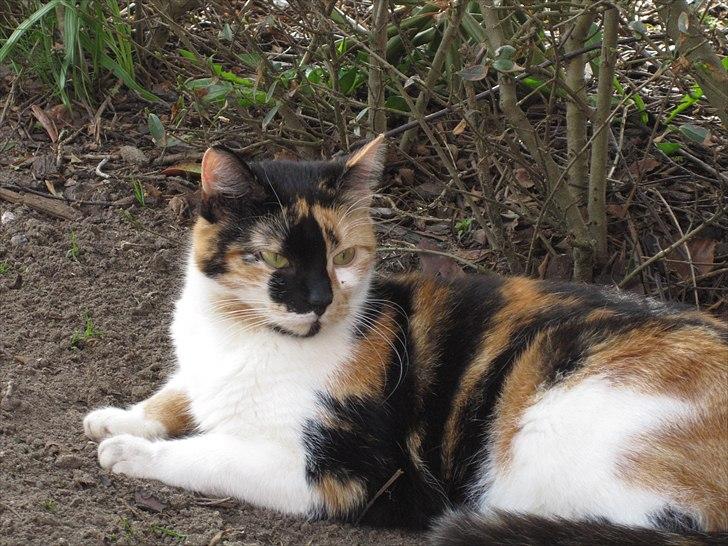 Huskat Mille billede 14