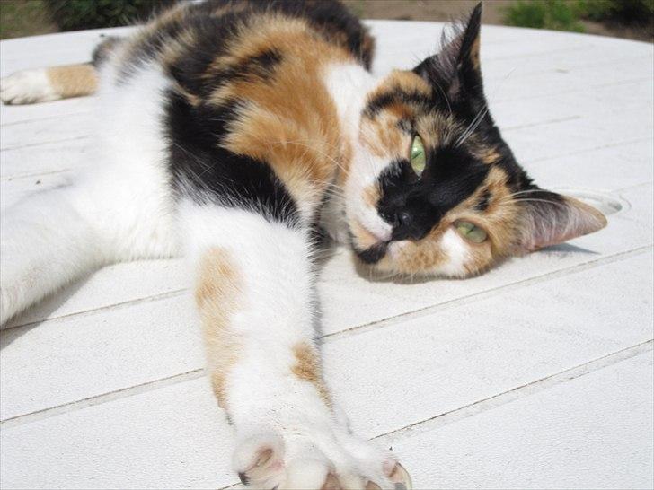 Huskat Mille billede 15