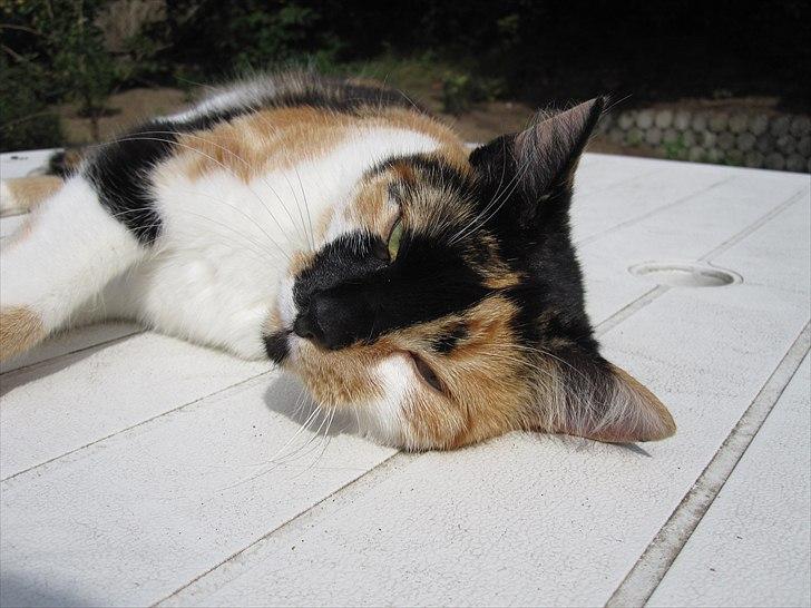 Huskat Mille billede 16