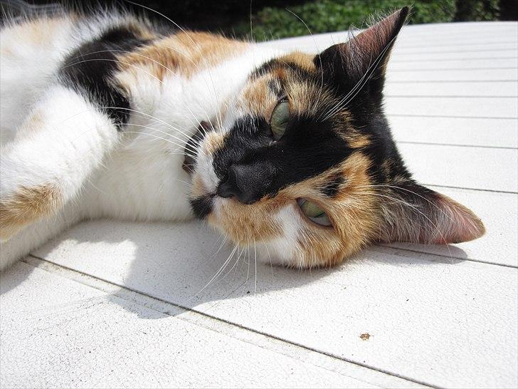 Huskat Mille billede 17