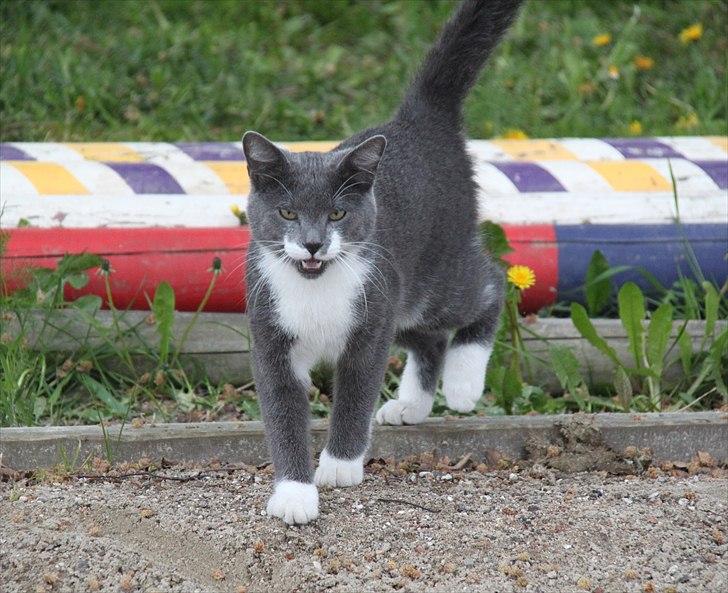 Blanding af racer Lucky Pedro The Moonlight Fighter - Miaaav! :-D billede 12