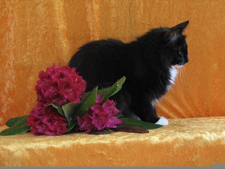 Norsk Skovkat Himmark Miss Meat Loaf - Den 28-5-2011 Missi har været super mor til F kuld  billede 15