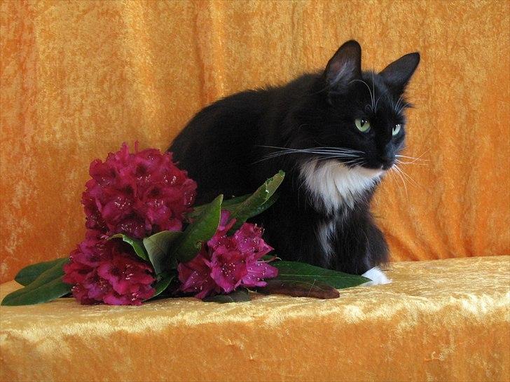 Norsk Skovkat Himmark Miss Meat Loaf - Den 28-5-2011 Missi har været super mor til F kuld  billede 1