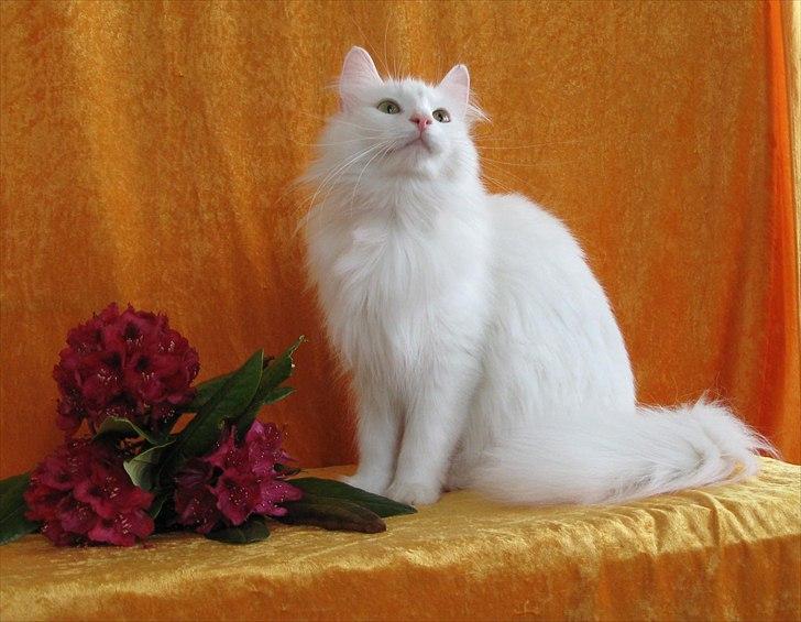 Norsk Skovkat Scarlett-sandra´s Mircel (Smilla) - Den 28-5-2011 Smilla  er 1 år  billede 19