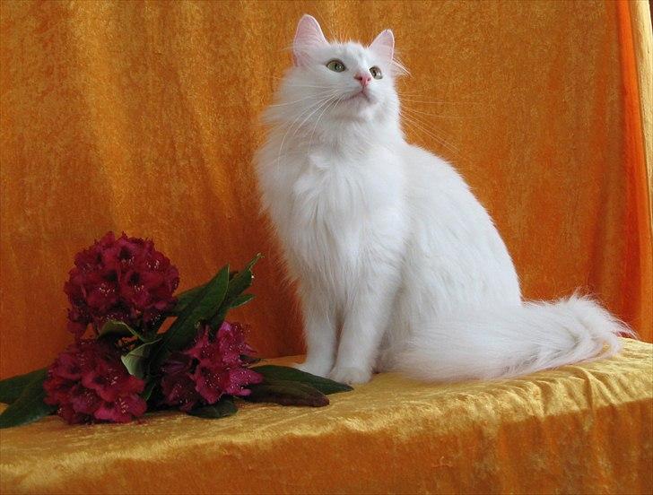 Norsk Skovkat Scarlett-sandra´s Mircel (Smilla) billede 20