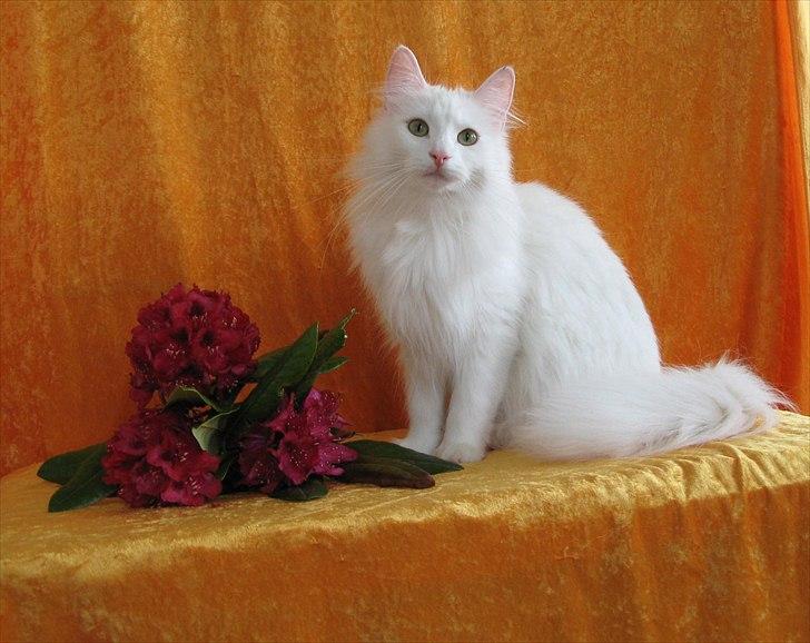 Norsk Skovkat Scarlett-sandra´s Mircel (Smilla) billede 7