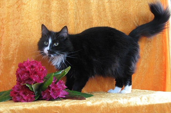 Norsk Skovkat Tantus KitKat Død den 11-10-2011 - Den28-5-2011 kitte er 6 år billede 2