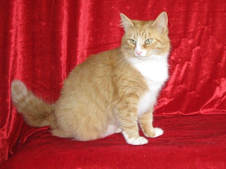 Norsk Skovkat Kajensas Miss Mille billede 17