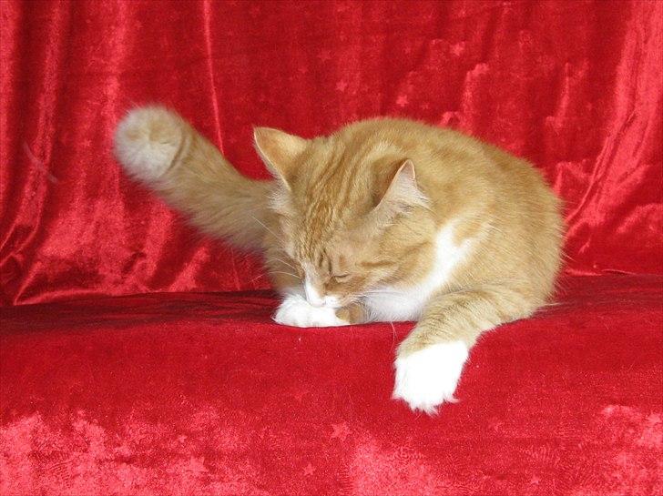 Norsk Skovkat Kajensas Miss Mille billede 18