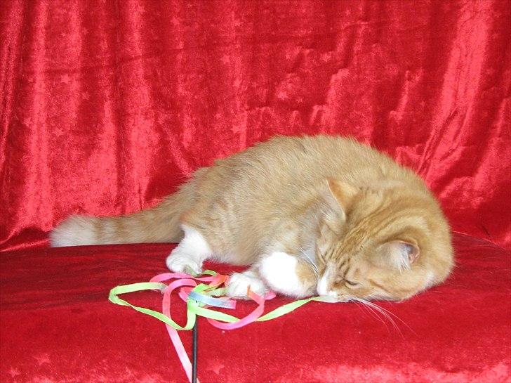 Norsk Skovkat Kajensas Miss Mille billede 19