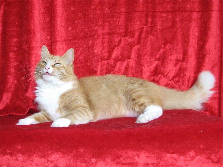 Norsk Skovkat Kajensas Miss Mille - Den 14 -5-2011 Mille hun er 6.3 månder billede 4