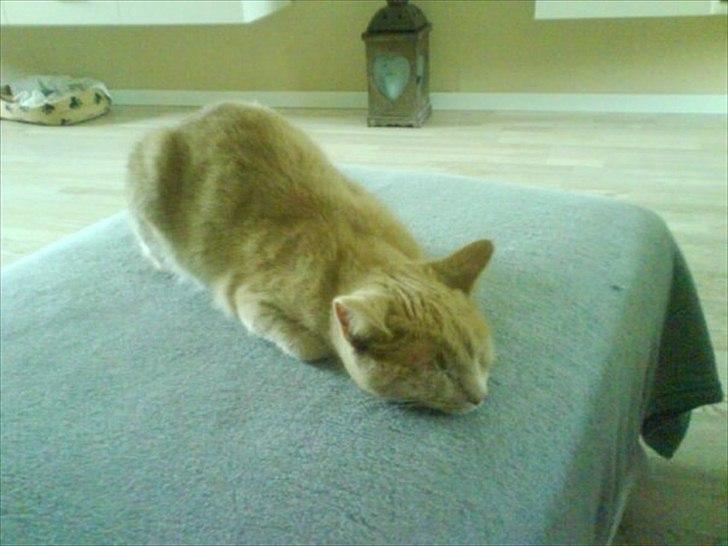 Huskat Bastian - Bastian tager sig en lur:-). billede 1