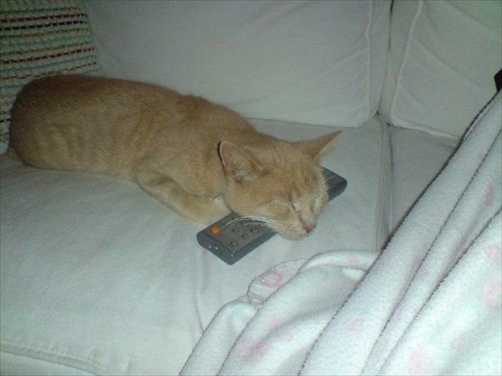 Huskat Bastian - Jeg vogter over den:-). billede 2