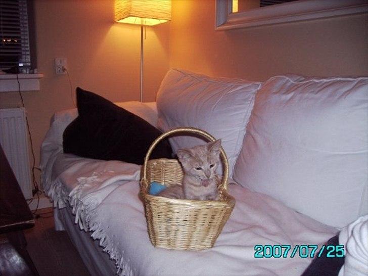 Huskat Bastian - Dejlige Bastian som killing:-). billede 3