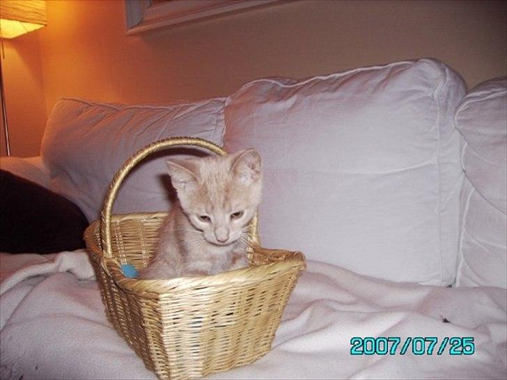 Huskat Bastian - Smukke Bastian:-). billede 4