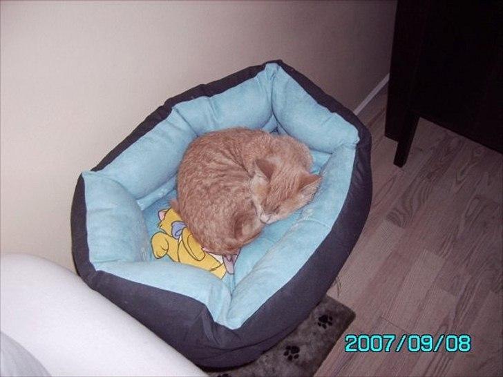 Huskat Bastian - Tager mig lige en lur:-). billede 5