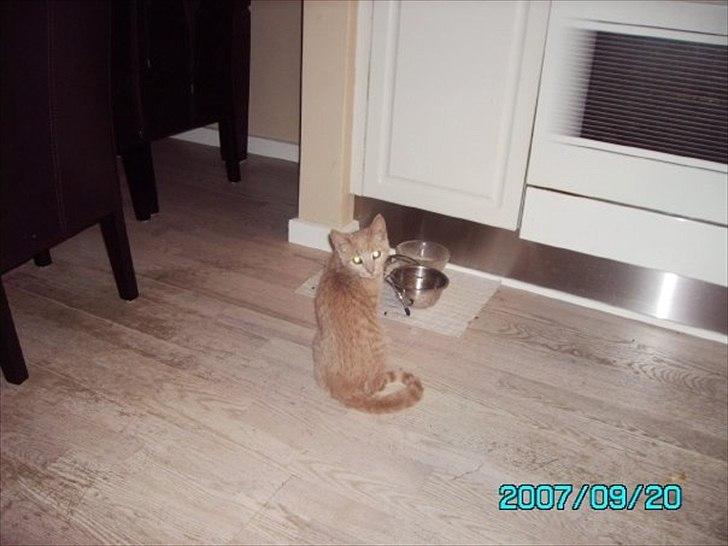 Huskat Bastian - Bastian:-). billede 6