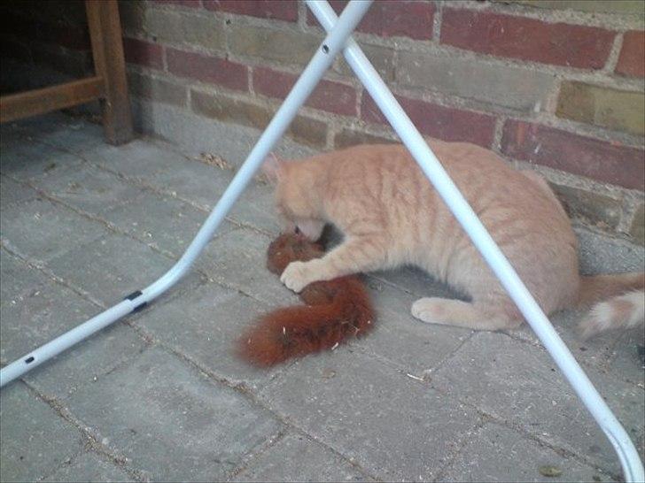 Huskat Bastian - Føj! billede 7