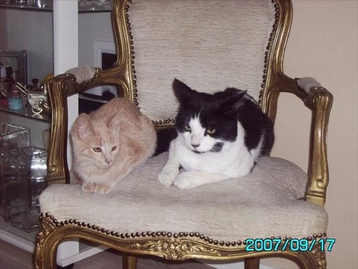 Huskat Bastian - Bastian og Malli dengang de var bedste venner:-). billede 8