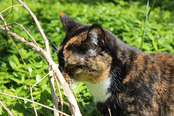 Huskat Mimi - Elsker at være udenfor billede 9