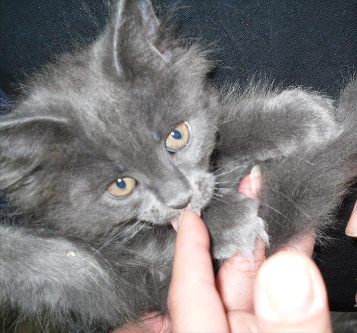 Blanding af racer Mille - 8 uger gammel billede 15