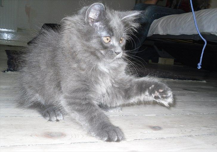 Blanding af racer Mille - 8 uger gammel billede 16