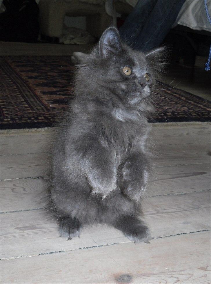 Blanding af racer Mille - 8 uger gammel billede 17