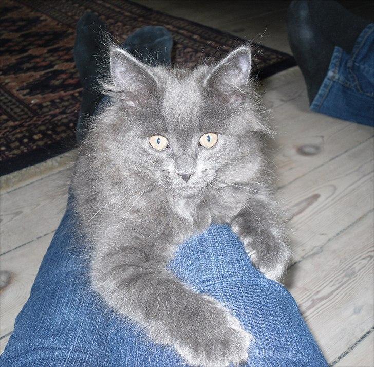 Blanding af racer Mille - 9 uger gammel billede 18