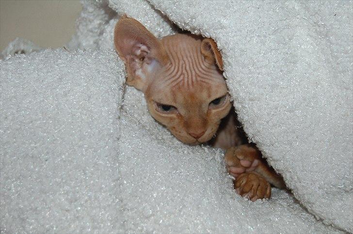Devon Rex Simba billede 1