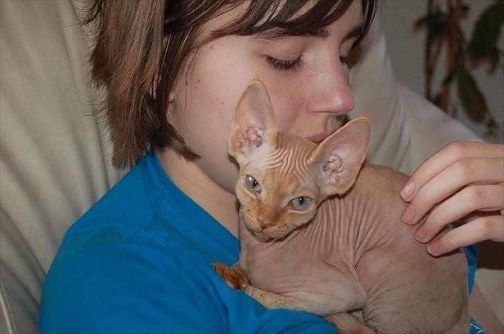 Devon Rex Simba billede 2