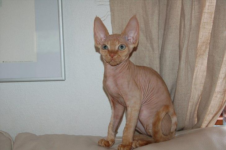 Devon Rex Simba billede 3