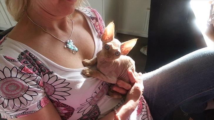 Devon Rex Simba billede 4