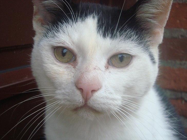 Blanding af racer Dimon Junior R.I.P. Soulmate<3 billede 1