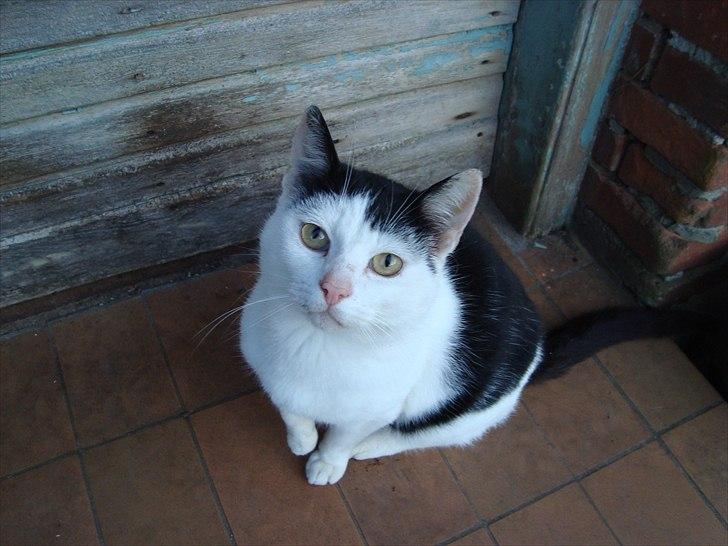 Blanding af racer Dimon Junior R.I.P. Soulmate<3 billede 2