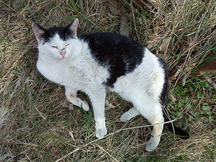 Blanding af racer Dimon Junior R.I.P. Soulmate<3 billede 3