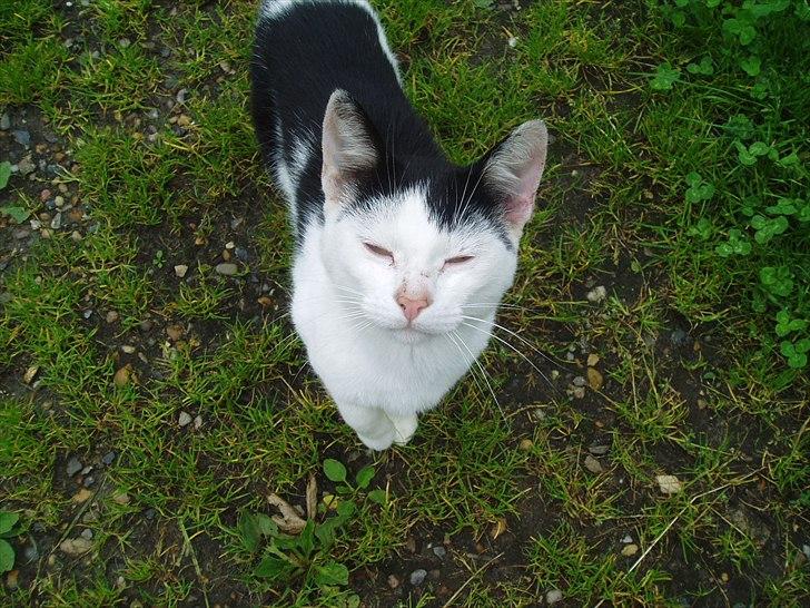 Blanding af racer Dimon Junior R.I.P. Soulmate<3 billede 4