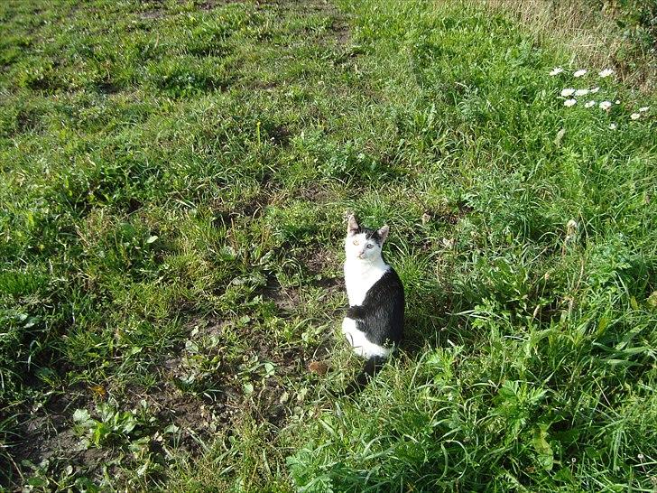 Blanding af racer Dimon Junior R.I.P. Soulmate<3 billede 5