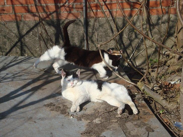 Blanding af racer Dimon Junior R.I.P. Soulmate<3 billede 7