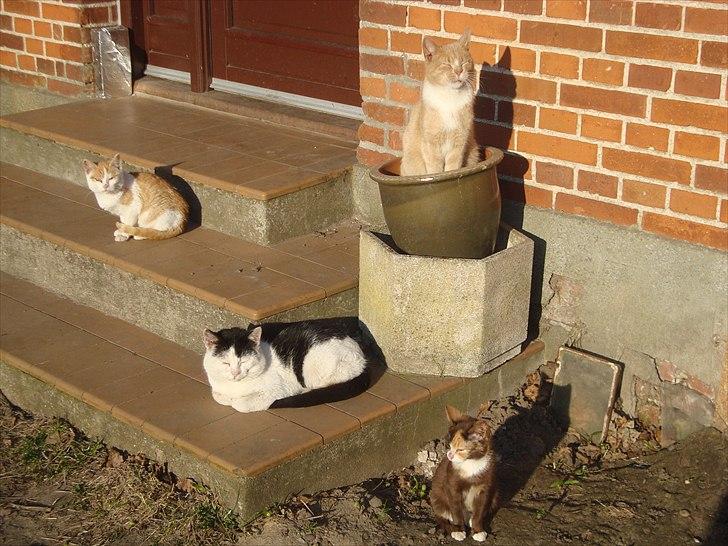 Blanding af racer Dimon Junior R.I.P. Soulmate<3 billede 8