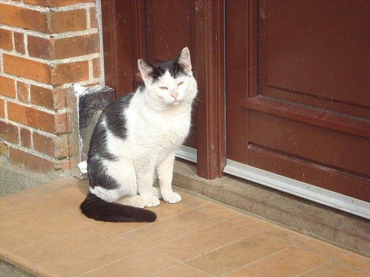 Blanding af racer Dimon Junior R.I.P. Soulmate<3 billede 9