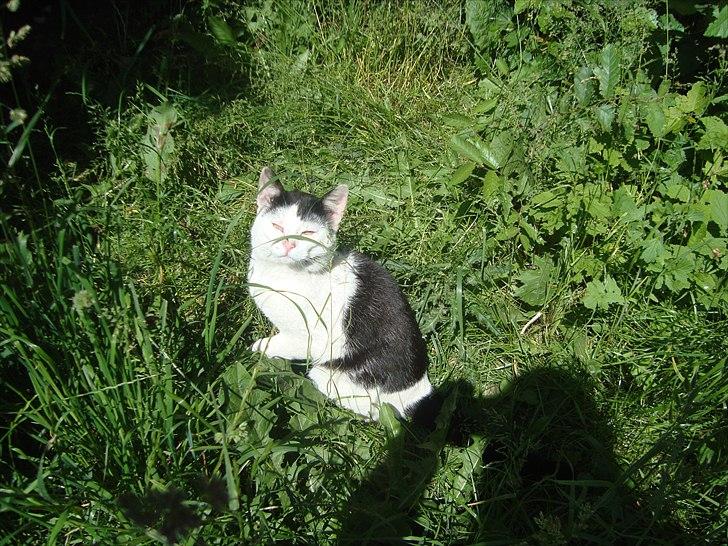 Blanding af racer Dimon Junior R.I.P. Soulmate<3 billede 10